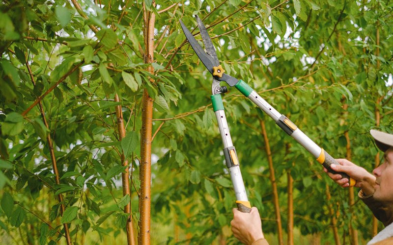 Tree trimming in Pearsall, TX