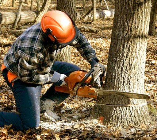 Tree Removal in Pearsall, TX
